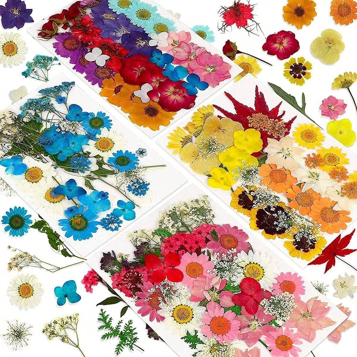 Mixed Vibrant Dried Pressed Flower Sheet Assortment